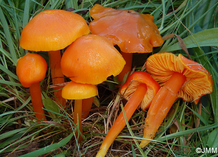 Hygrocybe chlorophana var. aurantiaca