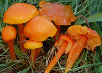 Hygrocybe chlorophana var. aurantiaca