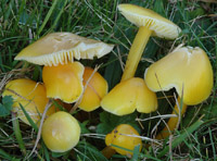 Hygrocybe chlorophana