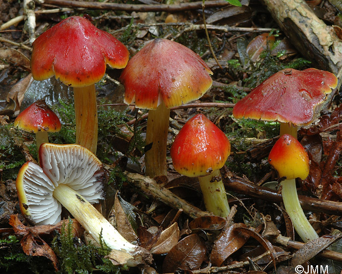 Hygrocybe sp.