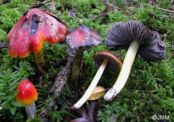 Hygrocybe sp.