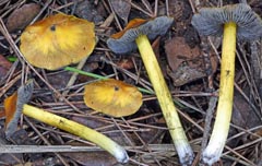 Hygrocybe cinereifolia