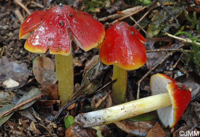 Hygrocybe sp.