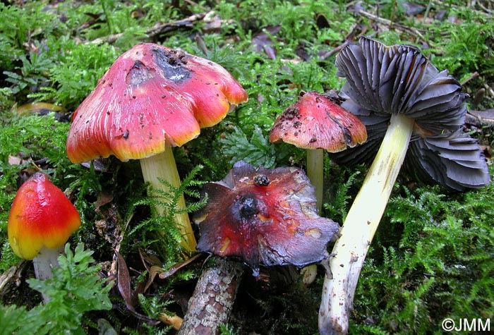 Hygrocybe sp.