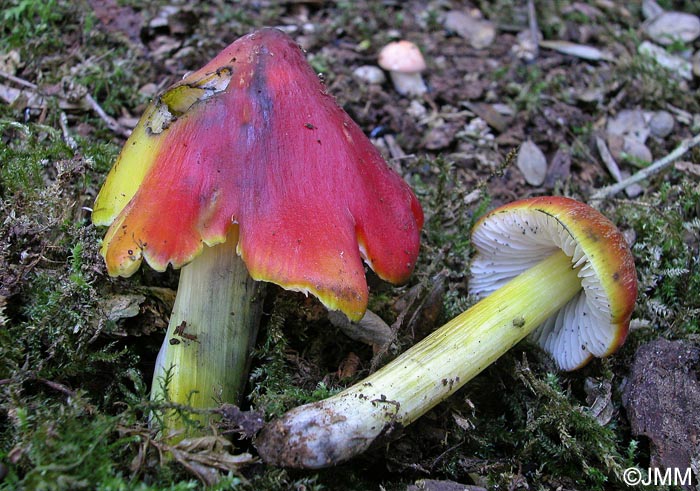 Hygrocybe sp.