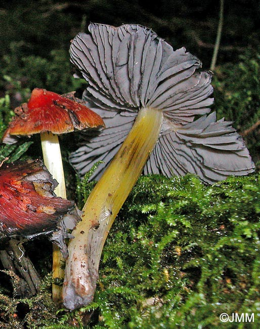 Hygrocybe sp.