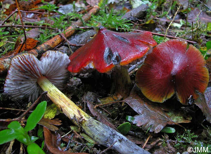 Hygrocybe sp.