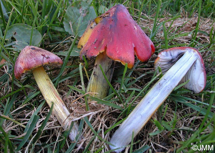 Hygrocybe sp.