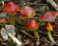 Hygrocybe sp.