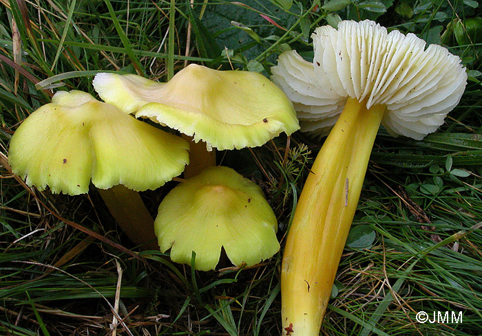 Hygrocybe citrinovirens