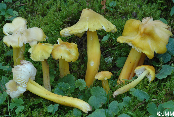 Hygrocybe citrinovirens