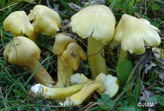 Hygrocybe citrinovirens