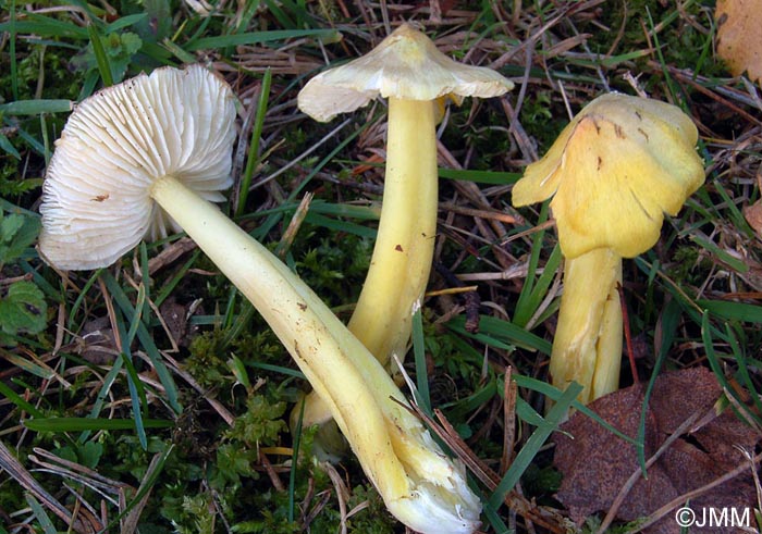 Hygrocybe citrinovirens