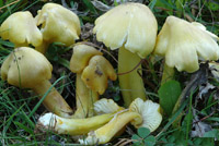 Hygrocybe citrinovirens