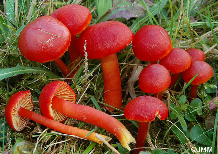 Hygrocybe coccinea