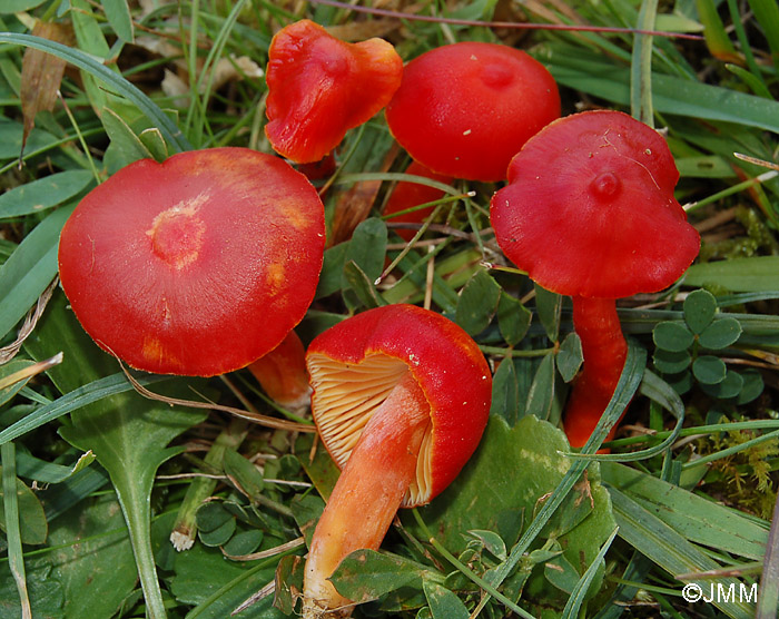 Hygrocybe coccinea var. umbonata