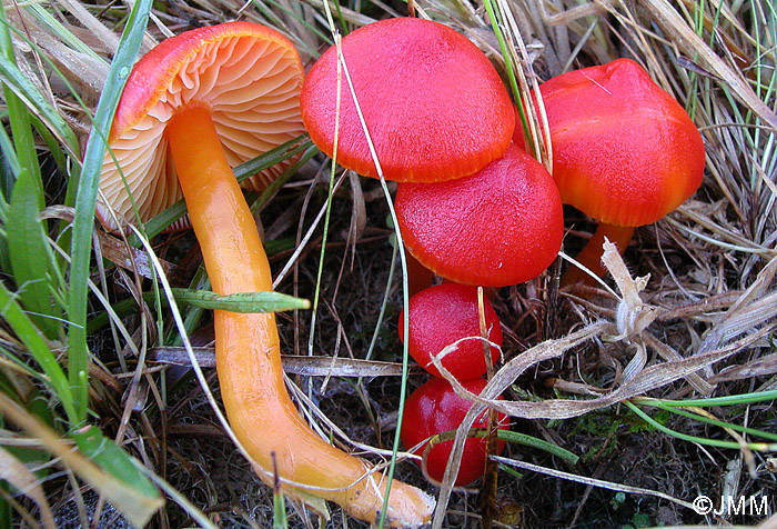 Hygrocybe coccinea var. umbonata