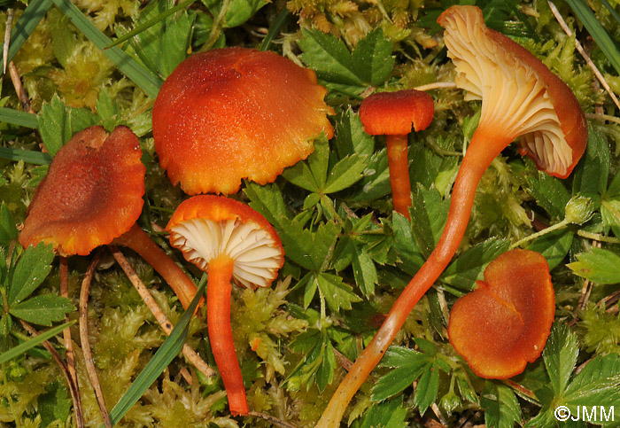 Hygrocybe coccineocrenata