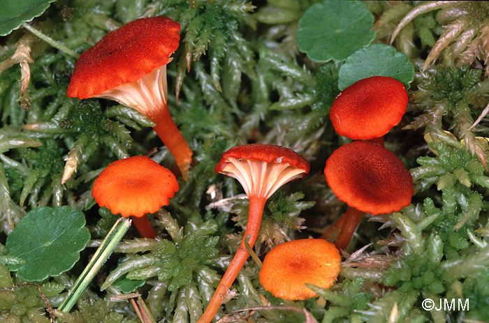 Hygrocybe coccineocrenata et Hydrocotyle vulgaris