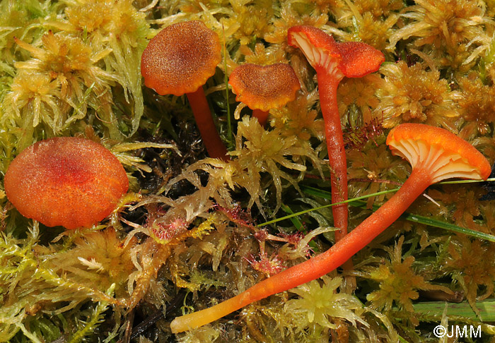 Hygrocybe coccineocrenata