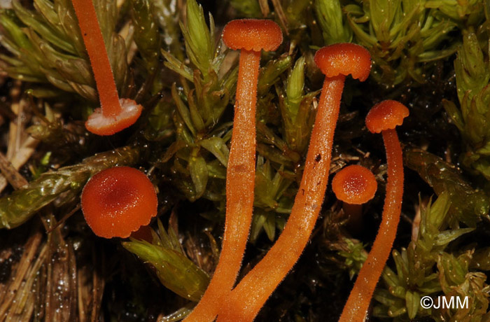 Hygrocybe coccineocrenata