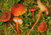 Hygrocybe coccineocrenata