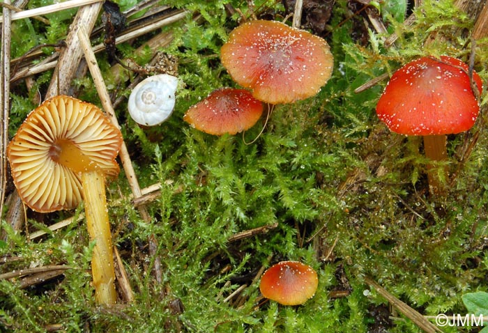 Hygrocybe conica