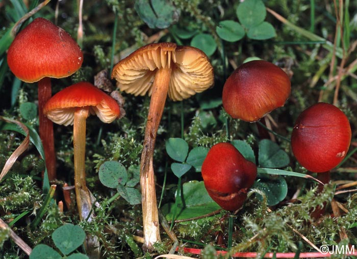 Hygrocybe conica