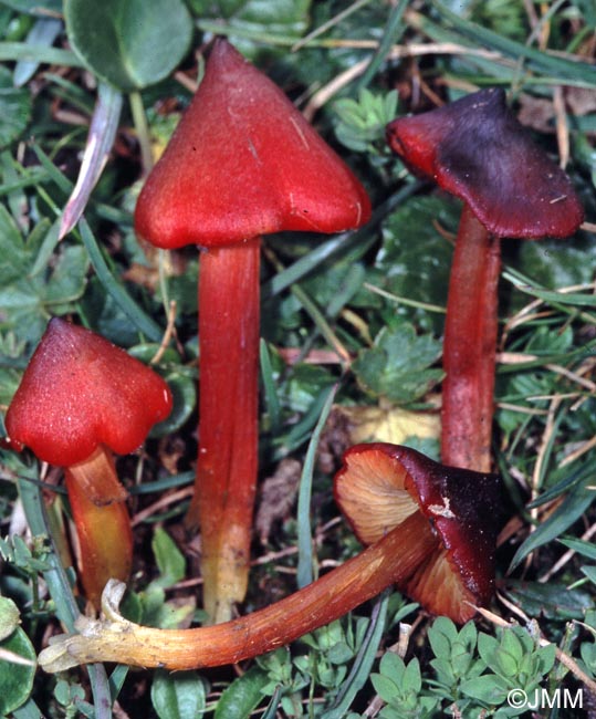 Hygrocybe conica