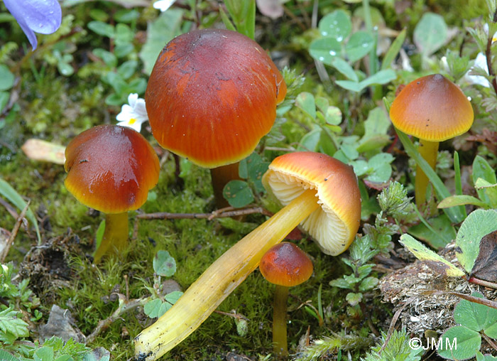 Hygrocybe conica