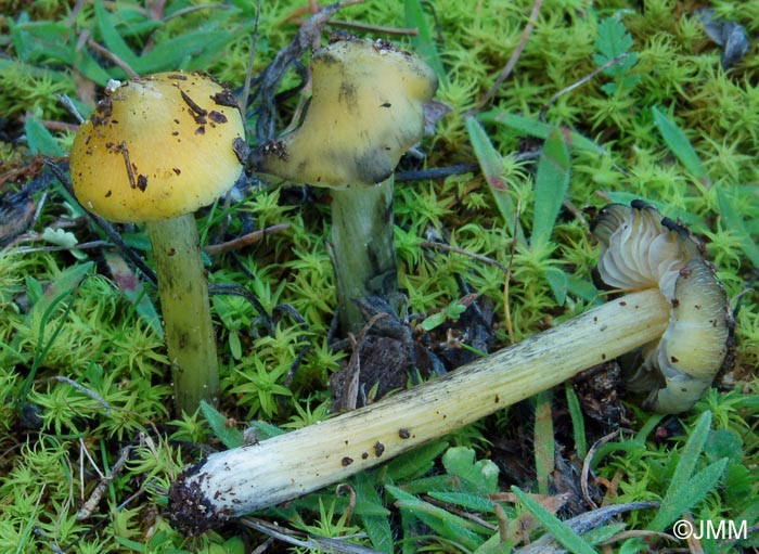 Hygrocybe conica var. chloroides