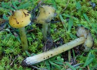 Hygrocybe conica var. chloroides