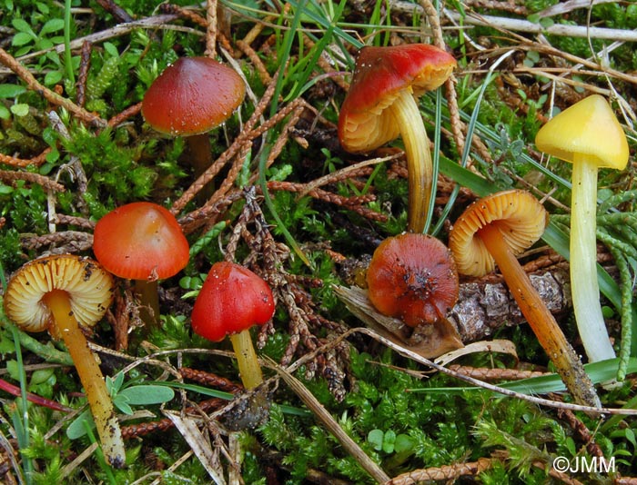 Hygrocybe conica et sa var. chloroides  droite