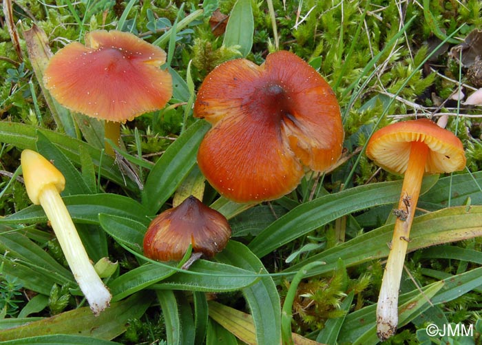 Hygrocybe conica et sa var. chloroides  gauche