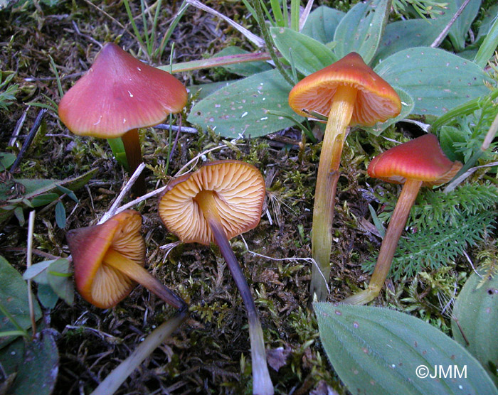 Hygrocybe conica