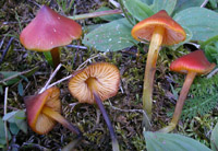 Hygrocybe conica