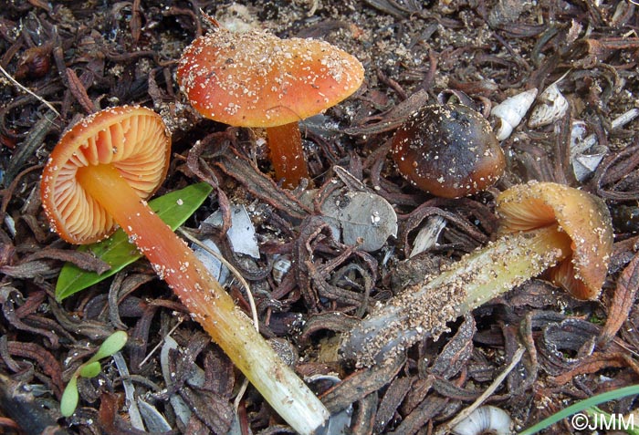 Hygrocybe conicoides