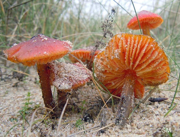 Hygrocybe conicoides