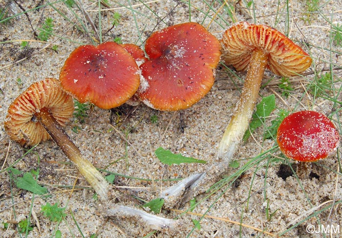 Hygrocybe conicoides