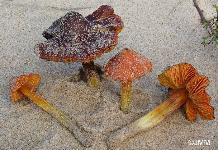 Hygrocybe conicoides