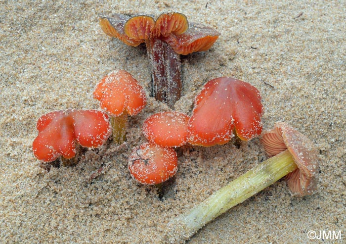 Hygrocybe conicoides