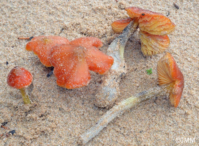 Hygrocybe conicoides