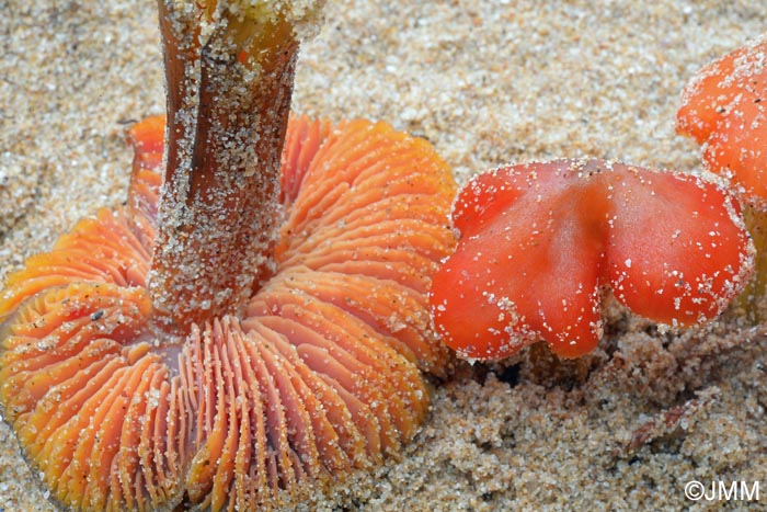 Hygrocybe conicoides