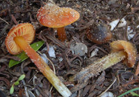 Hygrocybe conicoides