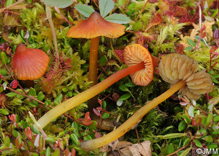 Hygrocybe conicopalustris