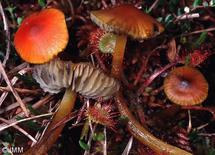 Hygrocybe conicopalustris et Drosera rotundifolia