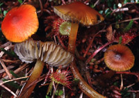 Hygrocybe conicopalustris