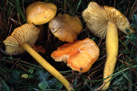 Hygrocybe euroflavescens