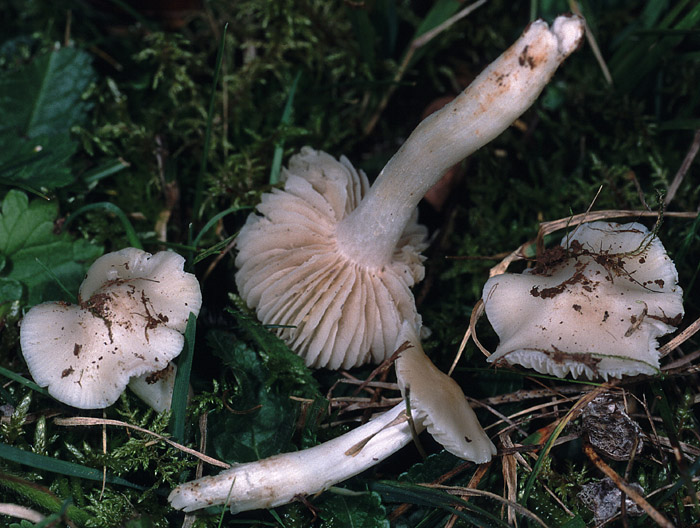 Hygrocybe fornicata