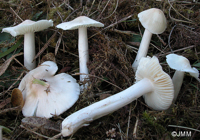 Hygrocybe fornicata var. fornicata